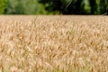 Wheat field