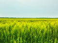 Wheat Field Waves Moved by Summer Wind Nature Royalty Free Stock Photo