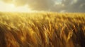 wheat field waving in the wind Royalty Free Stock Photo