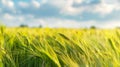 wheat field waving in the wind at morning Royalty Free Stock Photo