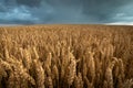 Wheat field