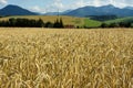 Wheat field in the wind with blue sky Royalty Free Stock Photo