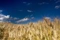 Wheat field in the wind with perfect blue sky Royalty Free Stock Photo