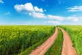 Wheat field, winding road and blue sky with clouds