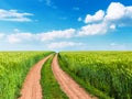 Wheat field, winding road and blue sky with clouds Royalty Free Stock Photo