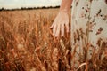 Wheat field woman hand. Young woman hand touching spikelets in cereal field. Agriculture harvest summer, food industry