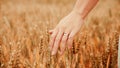 Wheat field woman hand. Young woman hand touching spikelets in cereal field. Agriculture harvest summer, food industry Royalty Free Stock Photo