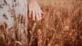 Wheat field woman hand. Young woman hand touching spikelets in cereal field. Agriculture harvest summer, food industry Royalty Free Stock Photo