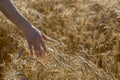 Wheat field and the woman`s hand Royalty Free Stock Photo