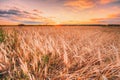 Wheat Field At Sunset Sunrise Background. Colorful Dramatic Sky Royalty Free Stock Photo