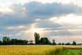 Wheat field