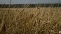 Wheat field.Yellow grain is ready for harvest growing in the farm field Royalty Free Stock Photo