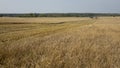 Wheat field.Yellow grain is ready for harvest growing in the farm field Royalty Free Stock Photo