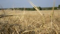 Wheat field.Yellow grain is ready for harvest growing in the farm field Royalty Free Stock Photo