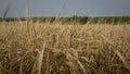 Wheat field.Yellow grain is ready for harvest growing in the farm field Royalty Free Stock Photo