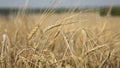 Wheat field.Yellow grain is ready for harvest growing in the farm field Royalty Free Stock Photo