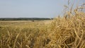 Wheat field.Yellow grain is ready for harvest growing in the farm field Royalty Free Stock Photo