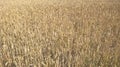 Wheat field in Yorkshire