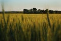 Wheat field with young spikelets at sunset