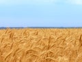 Wheat_Field1