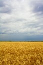 Wheat fields Royalty Free Stock Photo