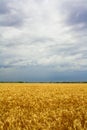 Wheat fields