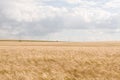 Wheat fields