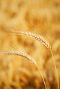 Wheat fields Royalty Free Stock Photo