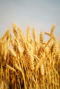 Wheat fields Royalty Free Stock Photo