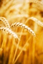 Wheat fields Royalty Free Stock Photo