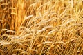 Wheat fields Royalty Free Stock Photo