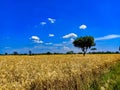 Wheat Fields and Blue Sky