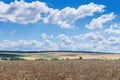 Wheat fields, blue sky with clouds, background. Royalty Free Stock Photo