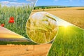 Wheat fields and blue sky. Collage Royalty Free Stock Photo