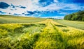 Wheat fields. Blue sky Royalty Free Stock Photo