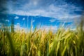 Wheat fields. Blue sky Royalty Free Stock Photo