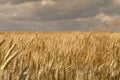 Wheat fields with clouds Royalty Free Stock Photo