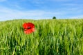 Wheat fields in the countryside in Europe, in France, in Burgundy, in Nievre, towards Clamecy, in Spring, on a sunny day Royalty Free Stock Photo