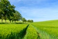 Wheat fields in the countryside in Europe, in France, in Burgundy, in Nievre, towards Clamecy, in Spring, on a sunny day Royalty Free Stock Photo