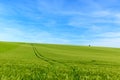 Wheat fields in the countryside in Europe, in France, in Burgundy, in Nievre, towards Clamecy, in Spring, on a sunny day Royalty Free Stock Photo