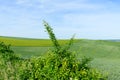 Wheat fields in the countryside in Europe, in France, in Burgundy, in Nievre, towards Clamecy, in Spring, on a sunny day Royalty Free Stock Photo