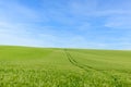 Wheat fields in the countryside in Europe, in France, in Burgundy, in Nievre, towards Clamecy, in Spring, on a sunny day Royalty Free Stock Photo