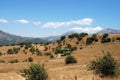 Wheat fields, Andalusia, Spain. Royalty Free Stock Photo
