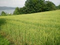 Wheat fields green Royalty Free Stock Photo