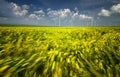 Wheat fields in Dobrogea with eolian windmill farm, Romania