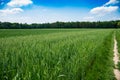 Wheat fields with dust path