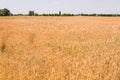 Wheat fields. Ears of golden wheat close up. Beautiful Nature Landscape. Royalty Free Stock Photo