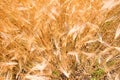 Wheat fields. Ears of golden wheat close up. Beautiful Nature Landscape. Royalty Free Stock Photo