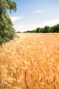 Wheat fields. Ears of golden wheat close up. Beautiful Nature Landscape. Royalty Free Stock Photo