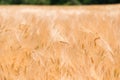 Wheat fields. Ears of golden wheat close up. Beautiful Nature Landscape. Royalty Free Stock Photo